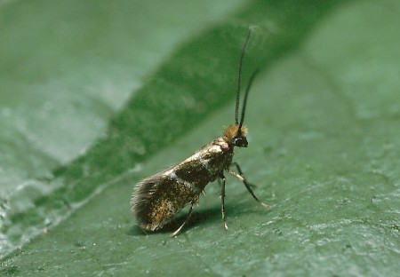 Micropterix aruncella