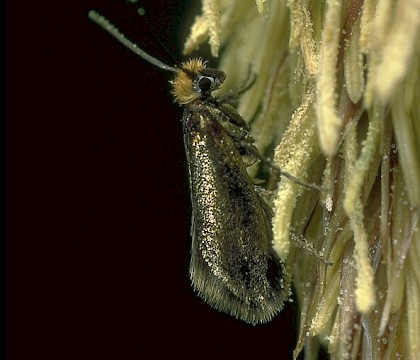 Micropterigidae