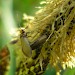 Adults (mating pair) • Bucknell Wood, Northamptonshire, on Carex flacca • © Hilary Erenler