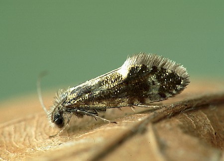 Dyseriocrania subpurpurella