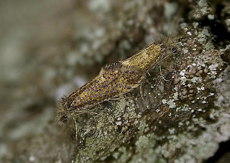 Dyseriocrania subpurpurella