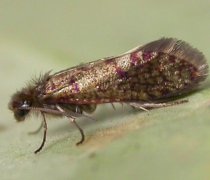 Adult • Warton Crag, Lancs. Reared from leaf mine. • © Ben Smart