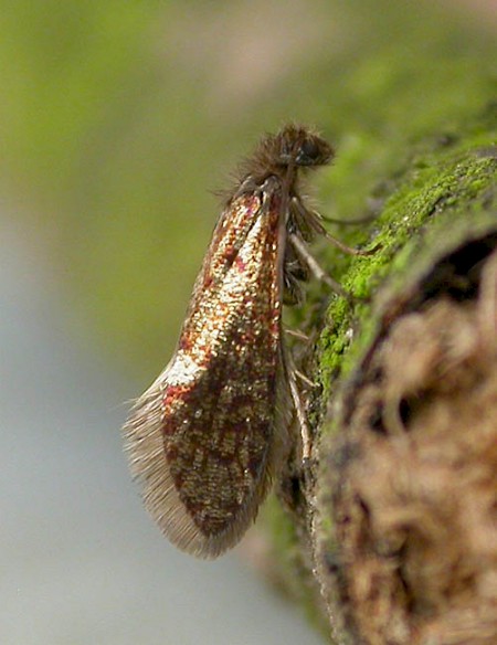 Paracrania chrysolepidella