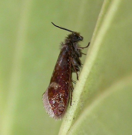 Eriocrania unimaculella