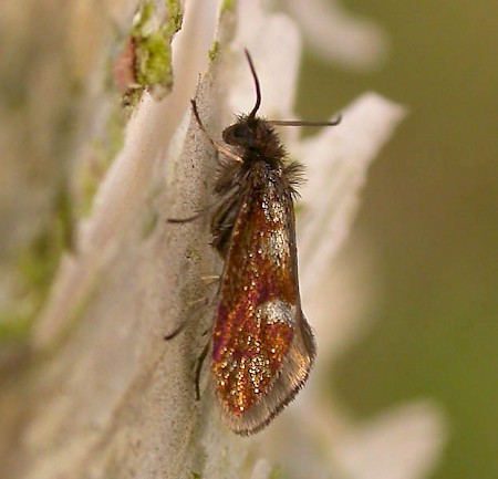 Eriocrania unimaculella