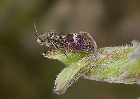 Eriocrania unimaculella