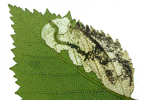 Eriocrania unimaculella