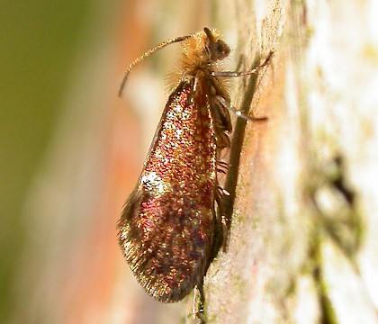 Adult • Chorlton, Greater Manchester, reared from mine on Betula • © Ben Smart