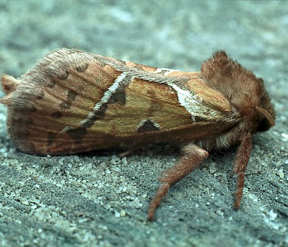 Male • Ham Street Woods NNR, Kent • © Rob Petley-Jones