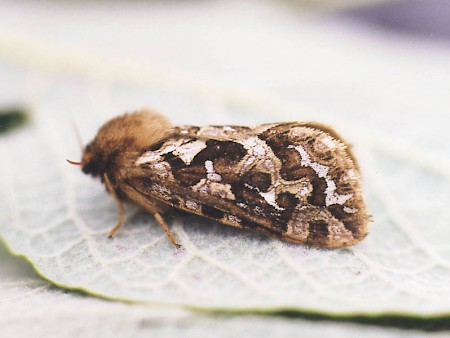 Map-winged Swift Korscheltellus fusconebulosa