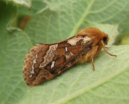 Map-winged Swift Korscheltellus fusconebulosa