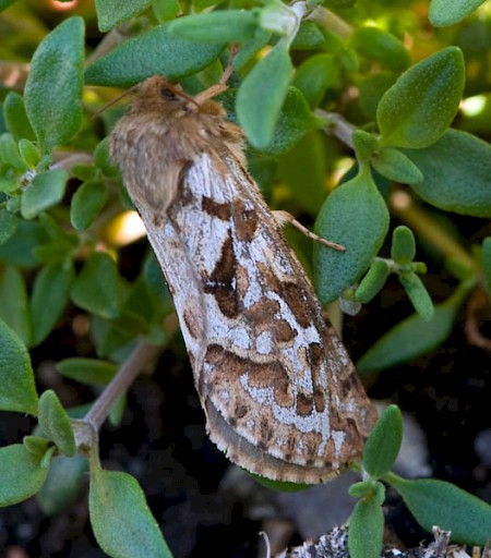 Map-winged Swift Korscheltellus fusconebulosa