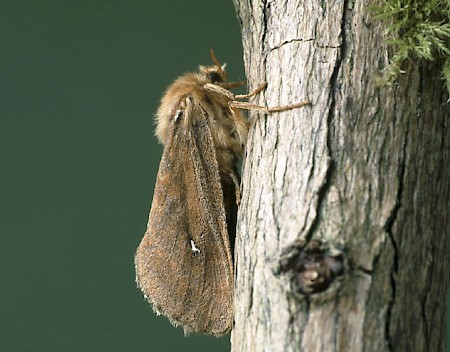 Map-winged Swift Korscheltellus fusconebulosa