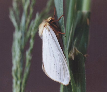 Hepialidae