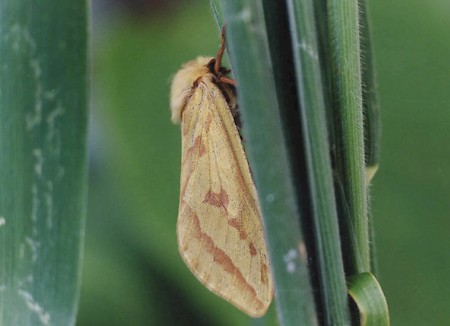 Ghost Moth Hepialus humuli