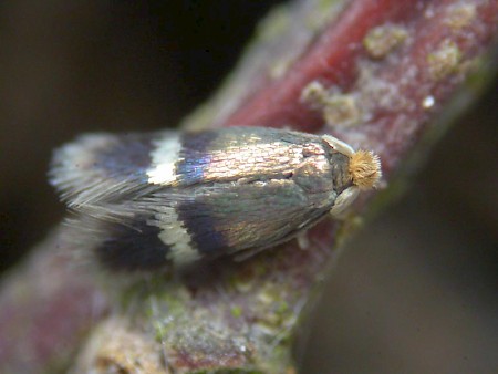 Enteucha acetosae