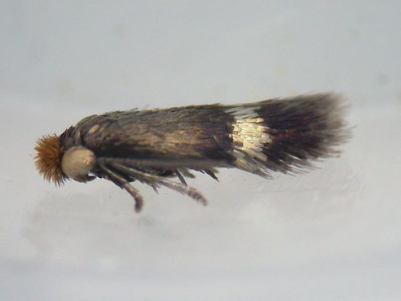 Enteucha acetosae