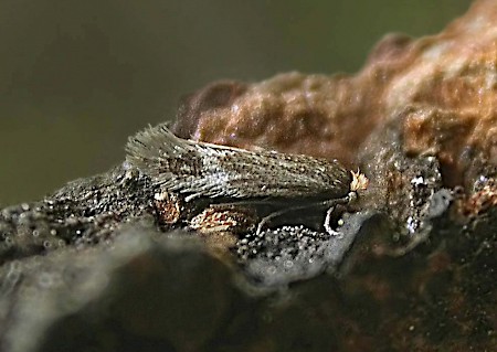 Stigmella lapponica