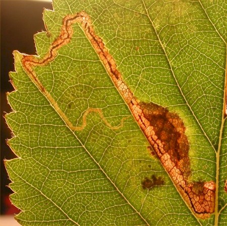 Stigmella lapponica