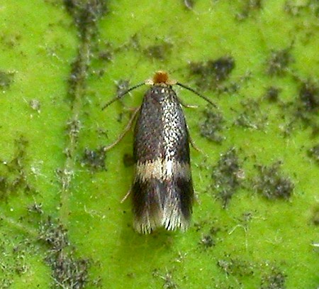 Stigmella betulicola