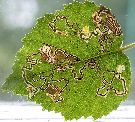 Stigmella betulicola