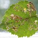 Mine on Betula • Lindow Common, Cheshire • © Ben Smart