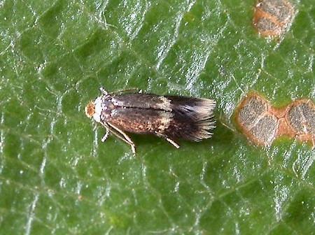 Stigmella luteella