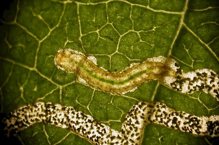 Stigmella microtheriella