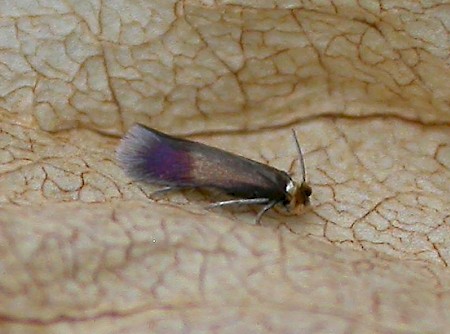 Rose Leaf Miner Stigmella anomalella