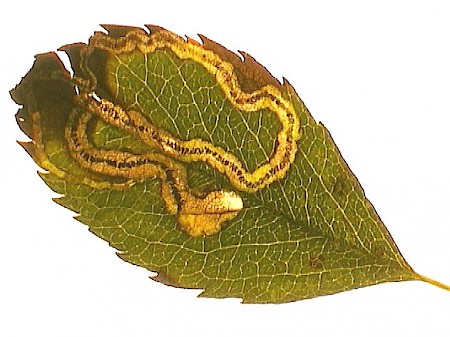 Rose Leaf Miner Stigmella anomalella