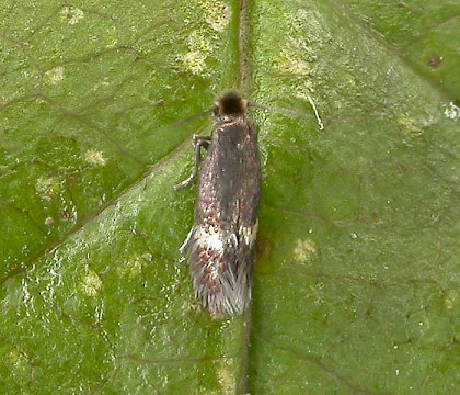 Adult • Druridge Bay, Northumberland, ex. Mine on R. pimpinellifolia • © Tom Tams