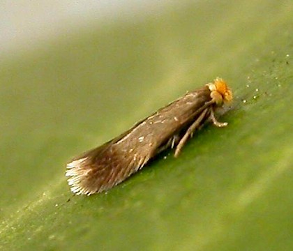 Adult • Chorlton, Greater Manchester. Reared from larva on Sorbus • © Ben Smart