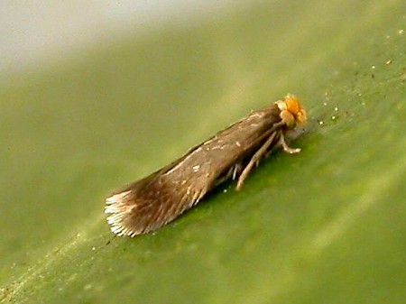 Stigmella nylandriella