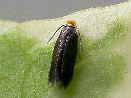 Stigmella oxyacanthella