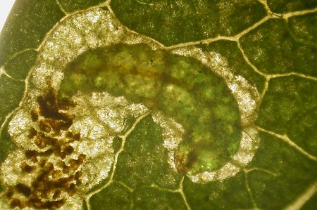 Stigmella oxyacanthella