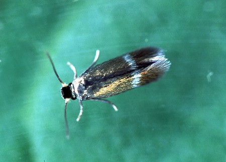 Stigmella hybnerella