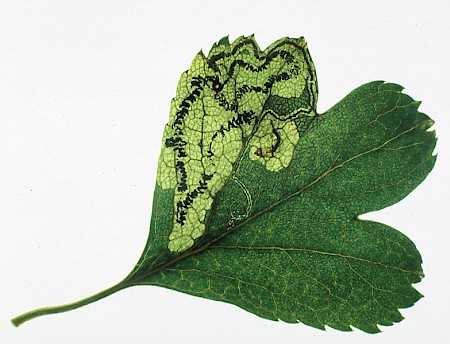 Stigmella hybnerella