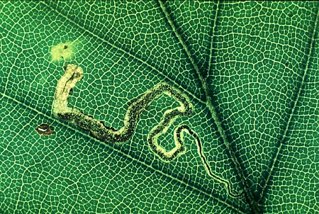 Stigmella tityrella