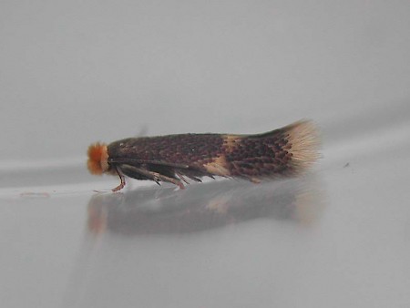 Stigmella salicis