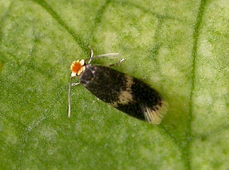 Stigmella obliquella