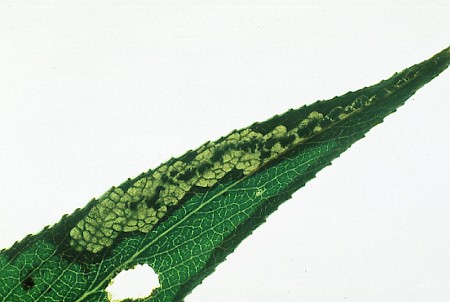 Stigmella obliquella