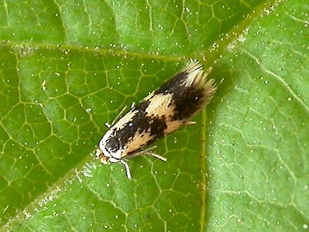 Stigmella trimaculella