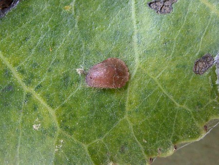 Stigmella trimaculella