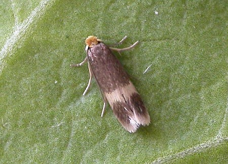 Stigmella sorbi