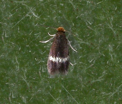 Adult • ex. Mine in Prunus spinosa, Cheshire • © Ian Kimber