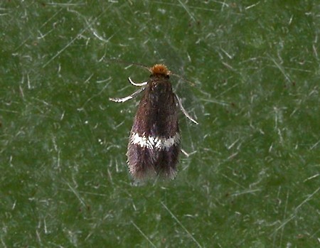 Stigmella plagicolella