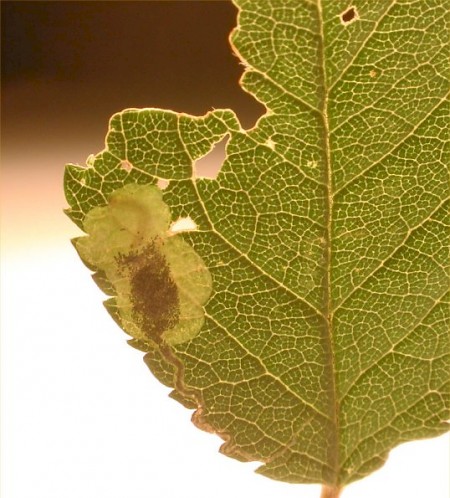 Stigmella plagicolella