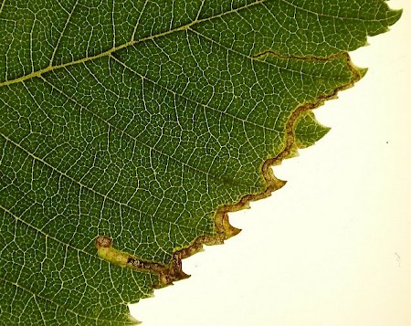 Stigmella lemniscella