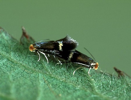 Stigmella aurella