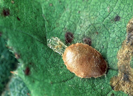 Stigmella aurella